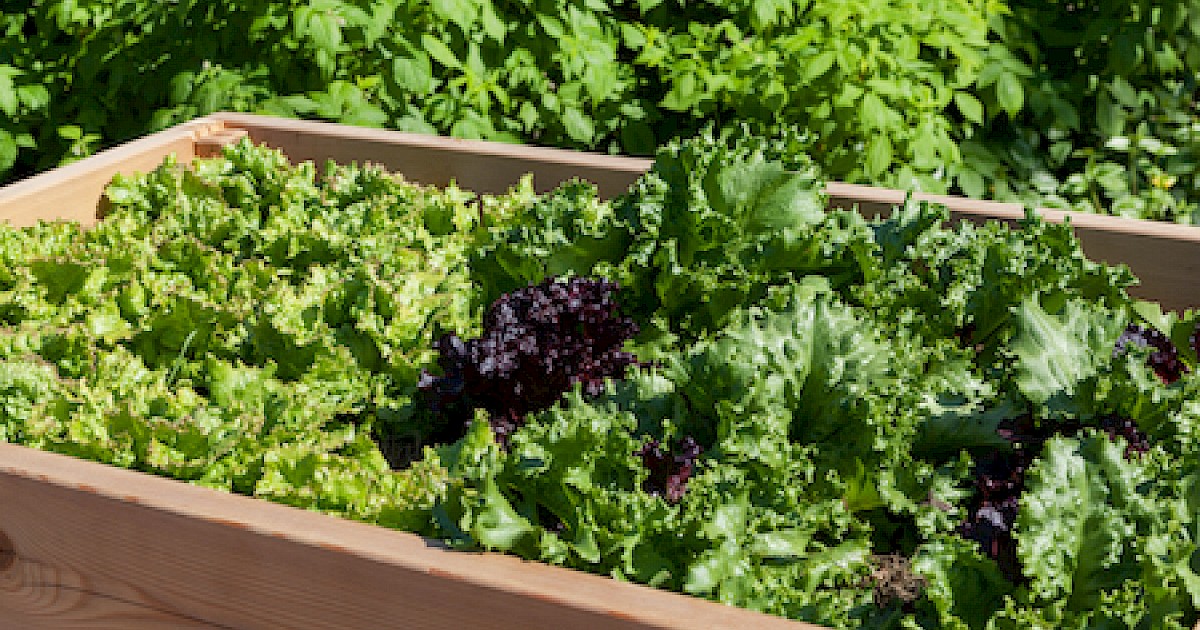 How To Start A Garden In Arizona