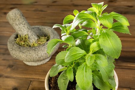 potted stevia