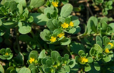 Purslane onkruid in de grond