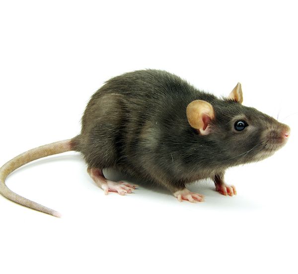 Best Tips to Keep Mice and Rats Away | Pest Control Arizona