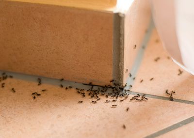 ants going inside the house