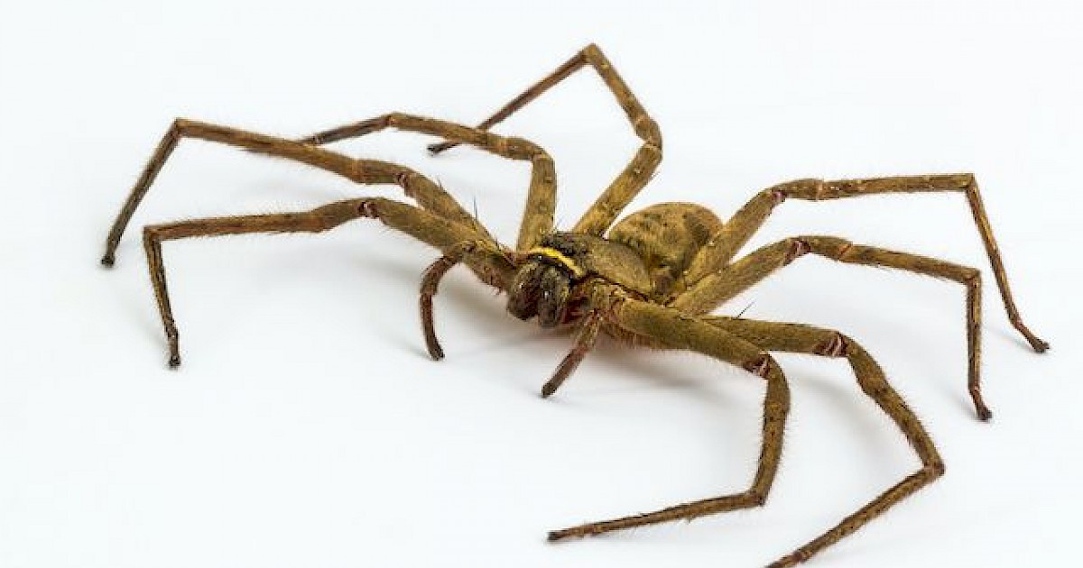 Why Do Spiders Keep Coming Back? Phoenix Pest Control