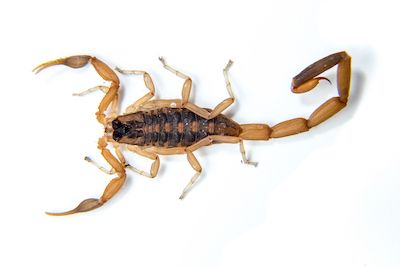 Eliminate bark scorpions