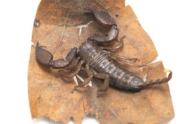 Scorpion in dried leaf - how to keep scorpion away