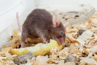Rat eating garbage can cause disease.