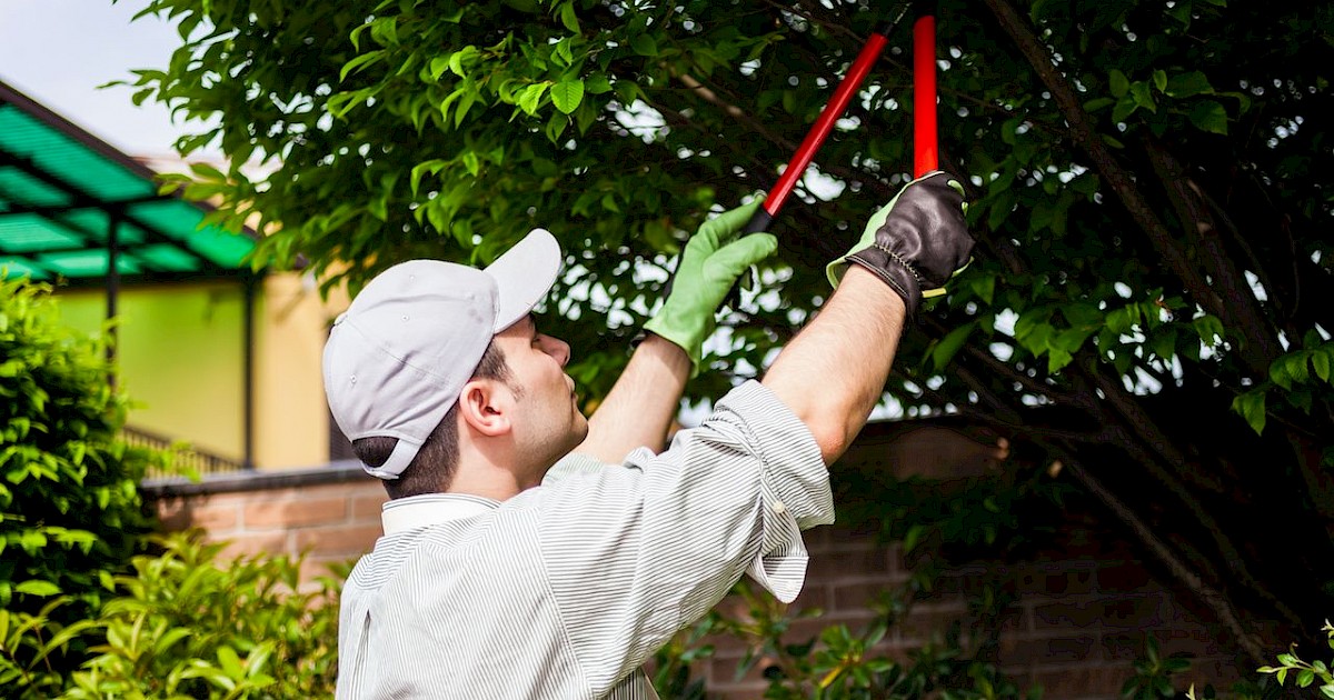 Types of Tree Pruning AZ Plant and Tree Health