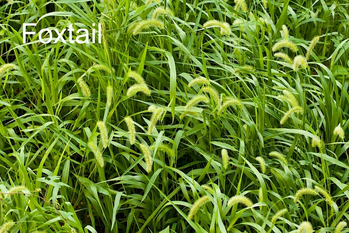 Foxtail weed - a dangerous weed for dogs.