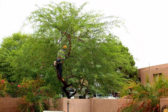 Tree care services for the health of your trees.