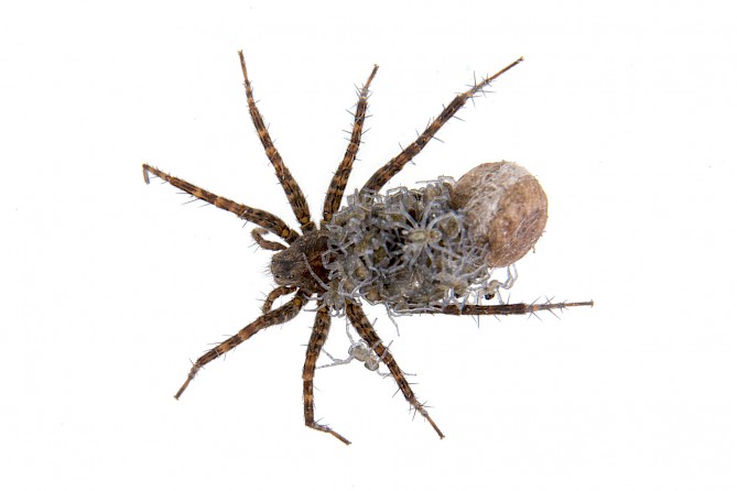 Spider with hairy legs and spiderlings on the back.