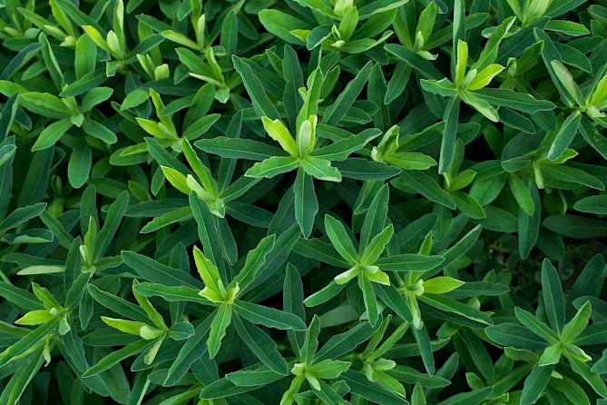 Spurge weeds with lush green leaves.
