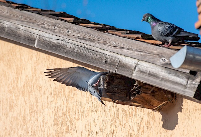 Pigeons on roof.