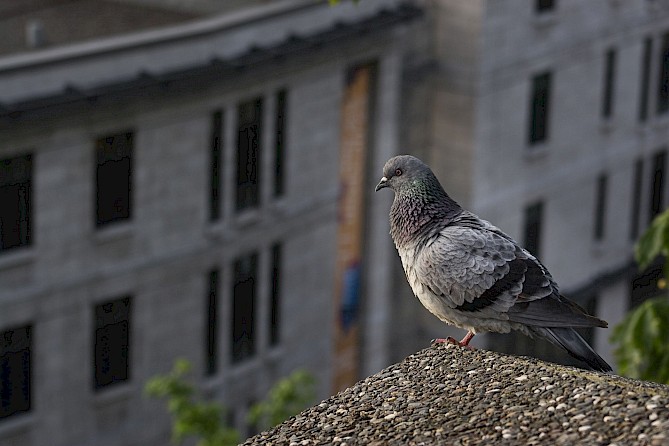 Pigeon on top of the building.