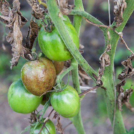 Diseased tomatoes due to soil problems.