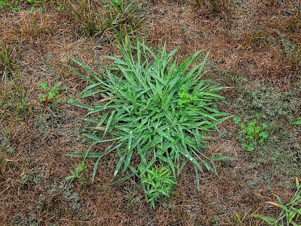 Crabgrass growing on the dead spot of a lawn.