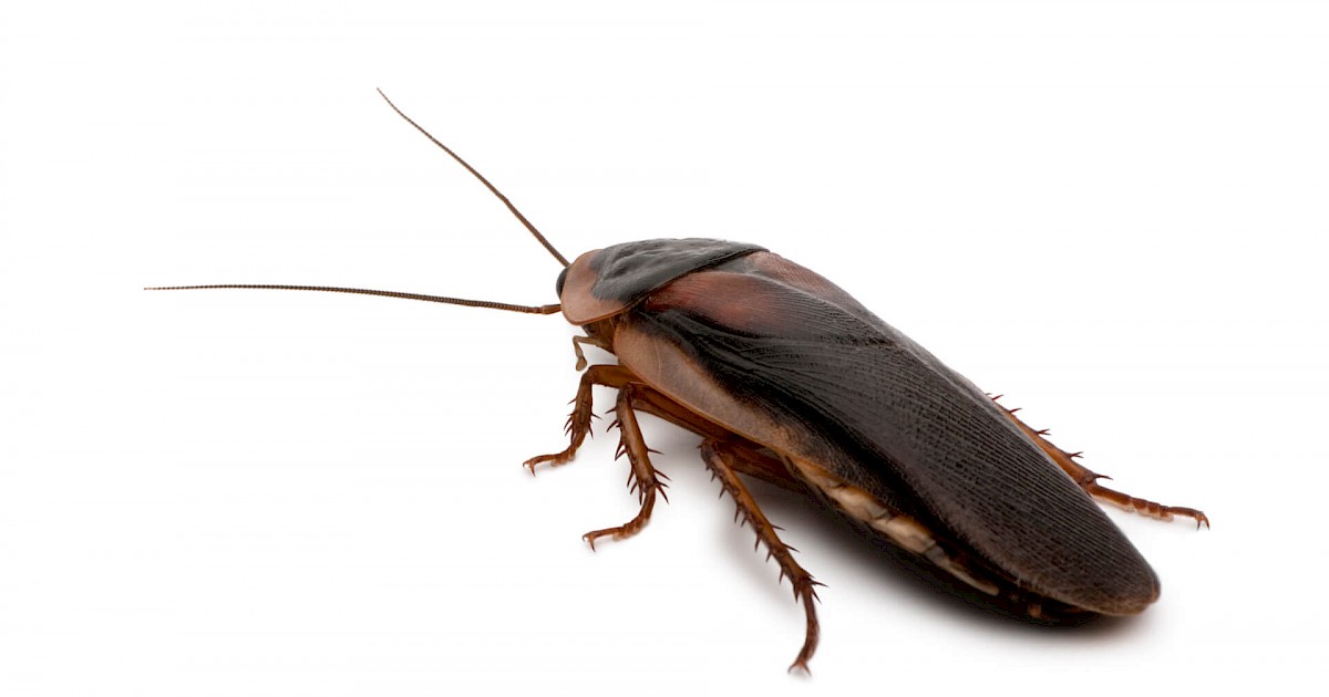 Why resistant cockroach accounts aren't futile