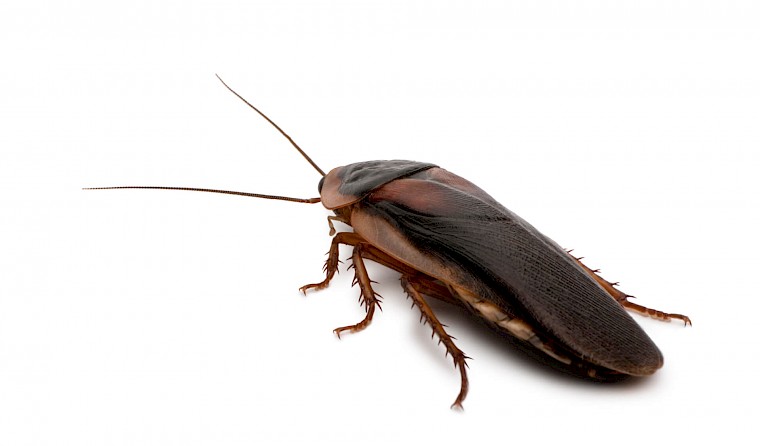 Best ways to get rid of cockroach.