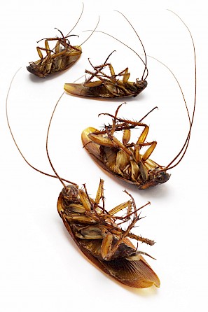 Dead cockroaches after professional pest control treatment.