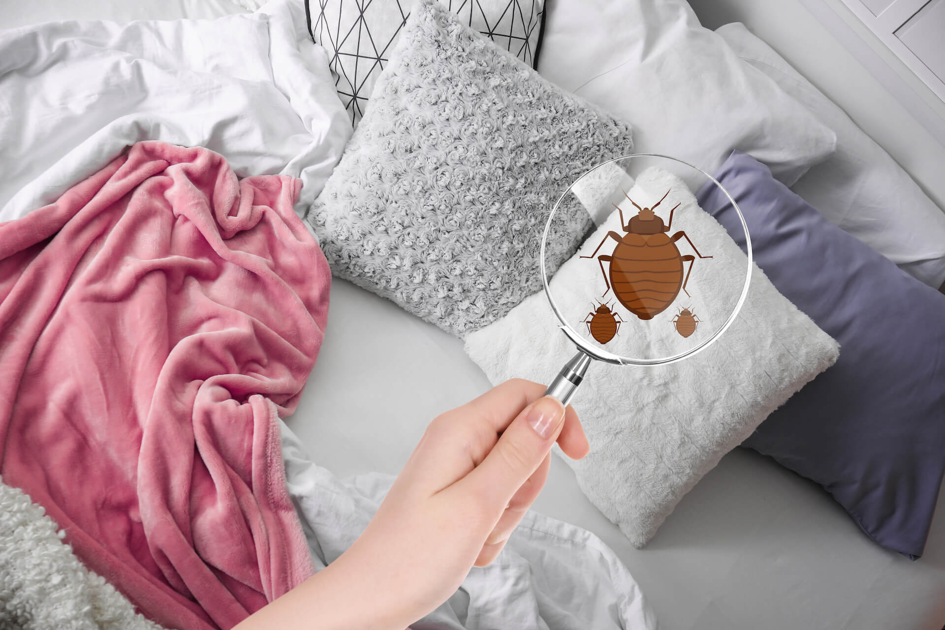 Bed bug infestation problem.