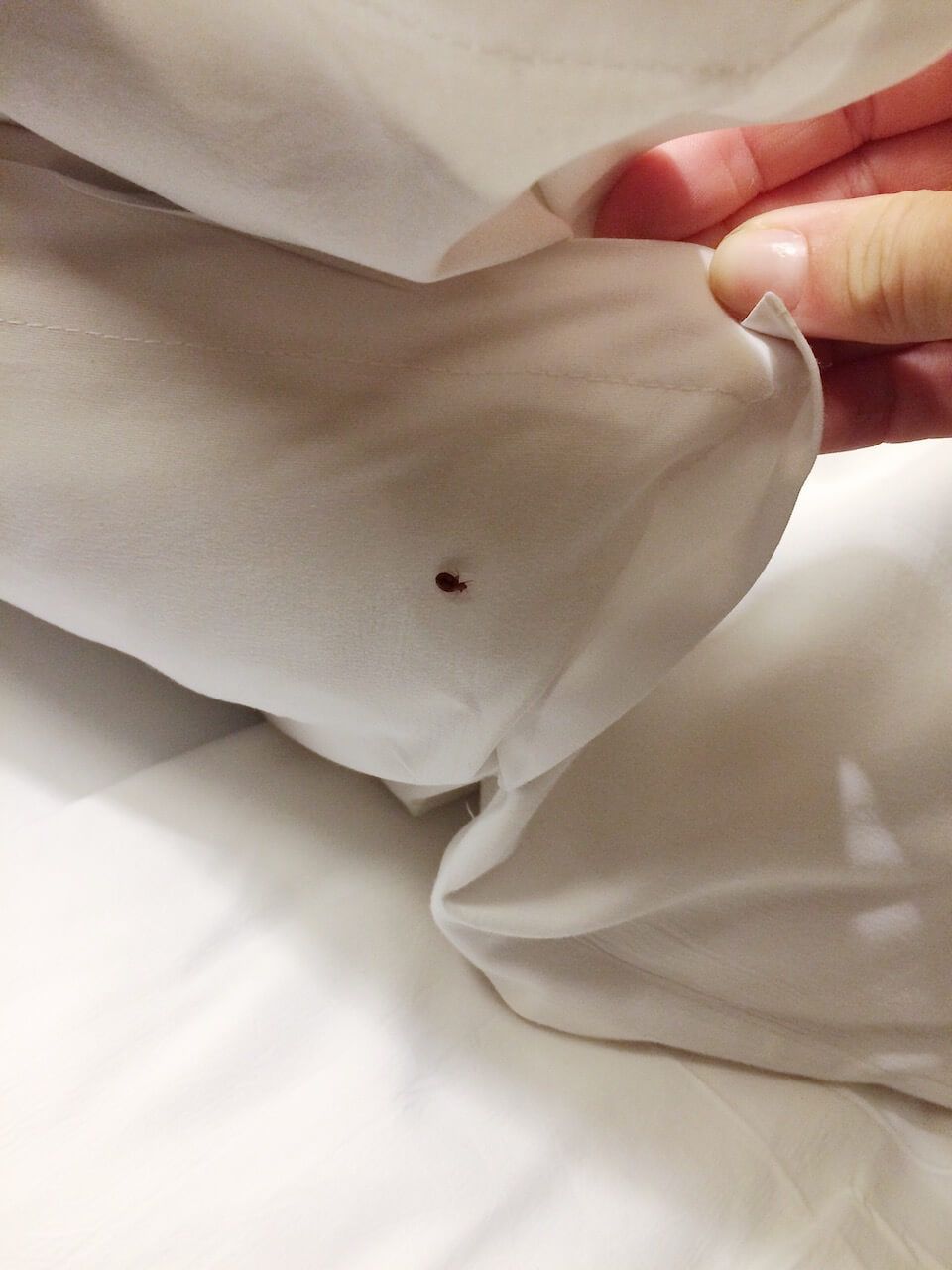Bed bug in bed.