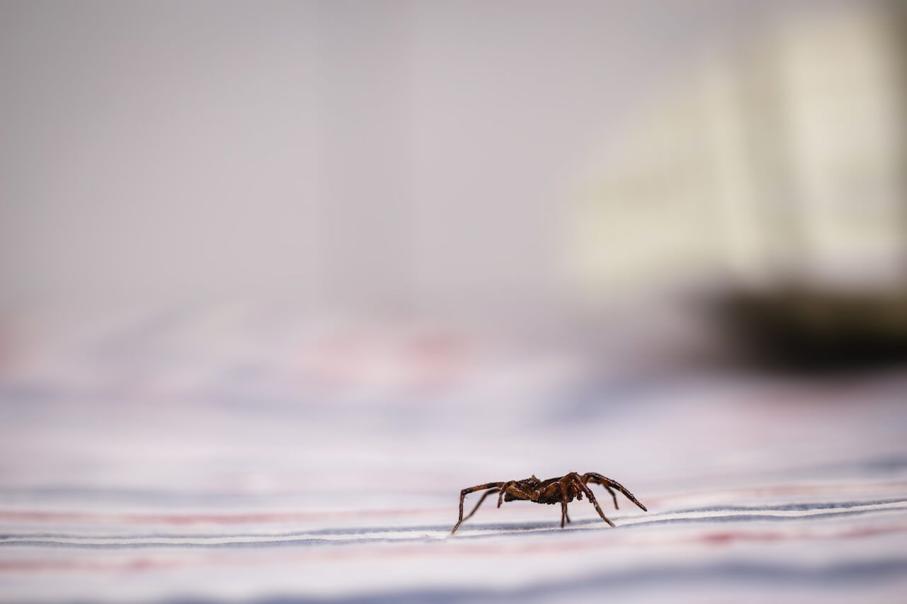 Spider on the bed - how to get rid of spiders.