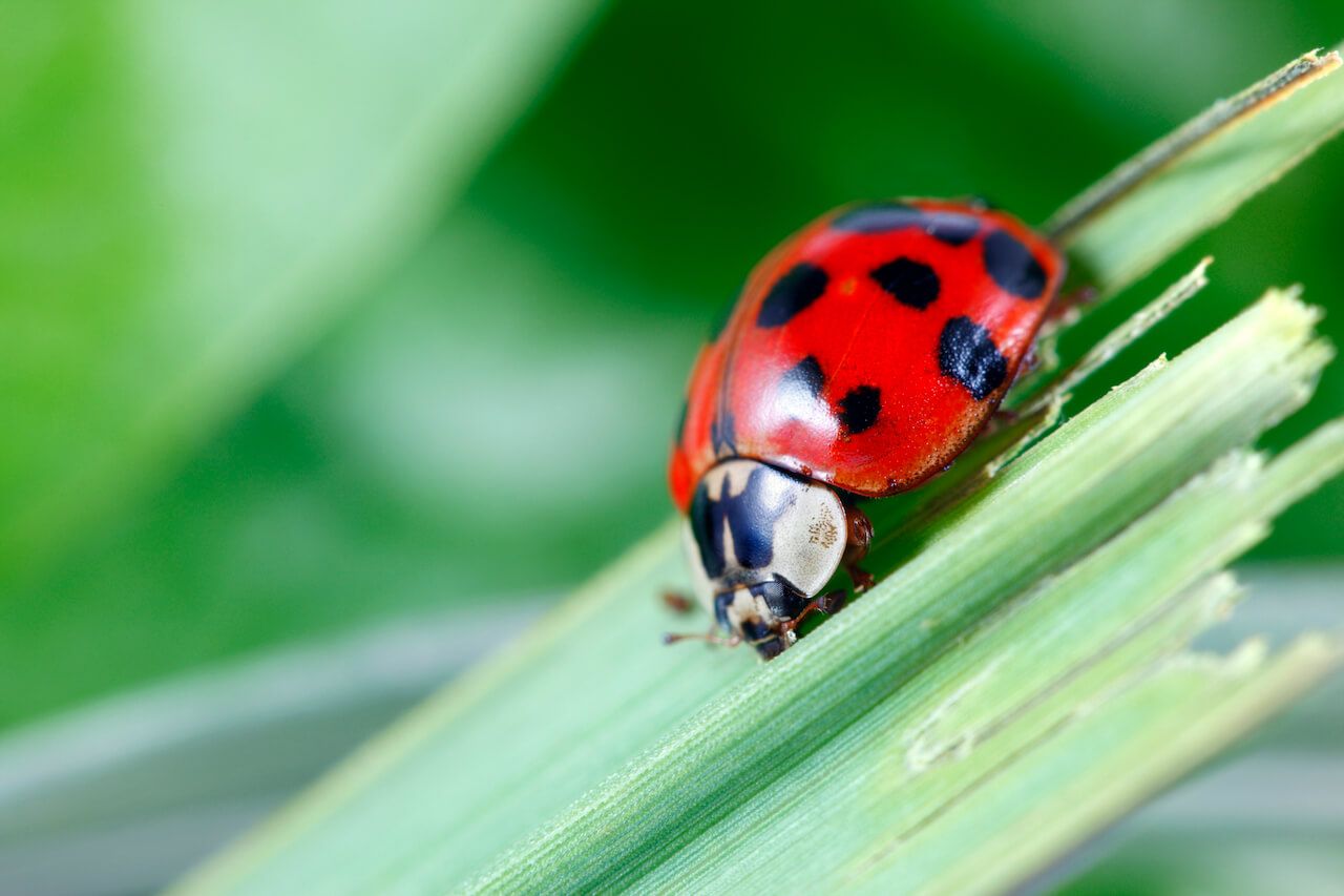 Ladybug in leaf.