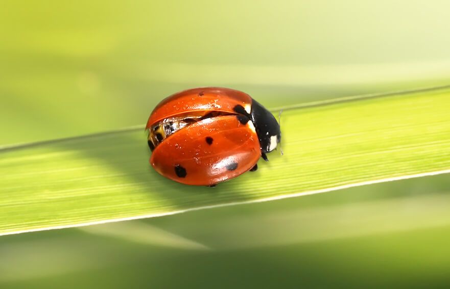 Ladybug for pest control - are they effective?