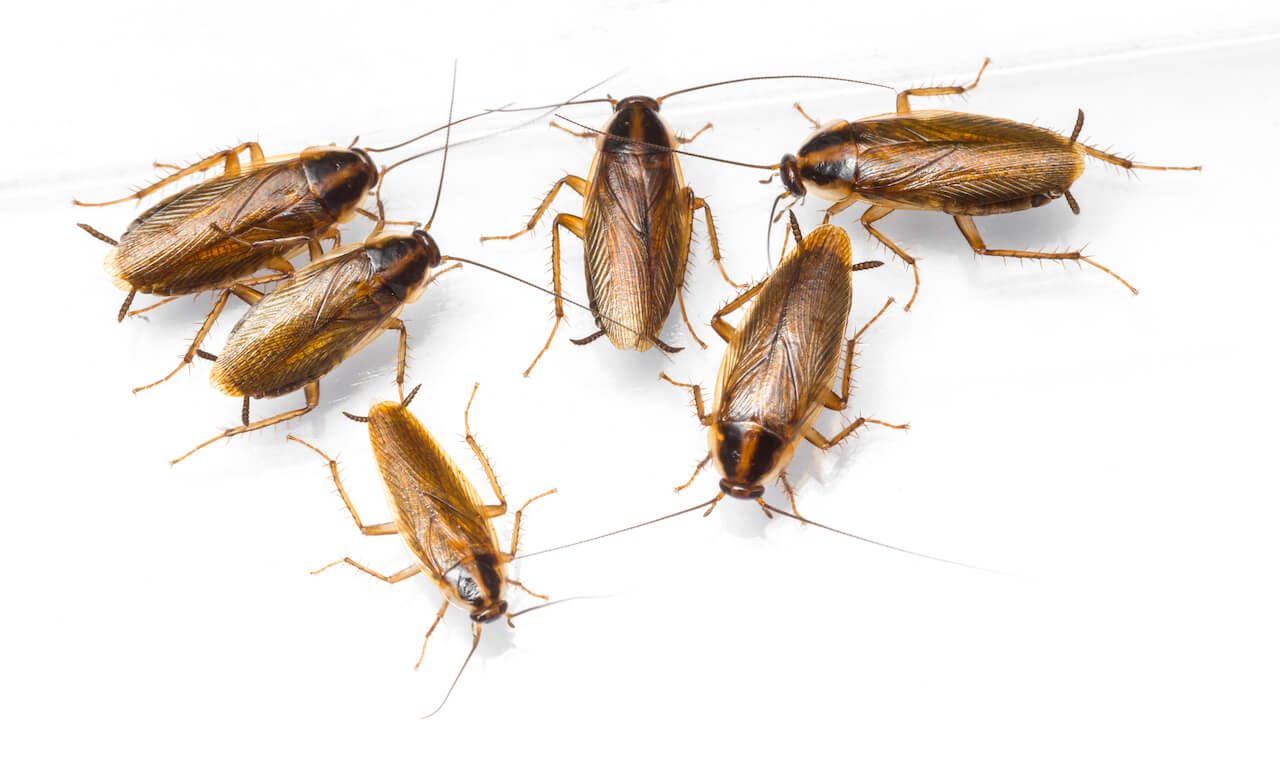 Cockroach infestation.