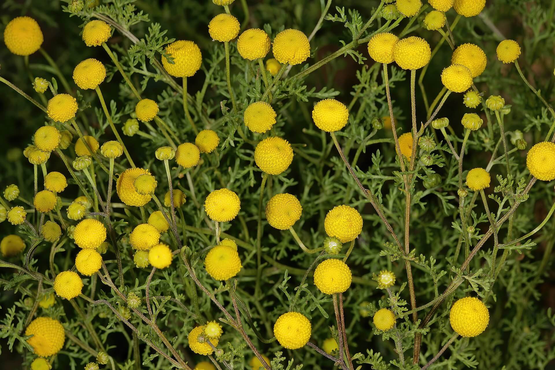 Stinknet - an invasive weed in Arizona.