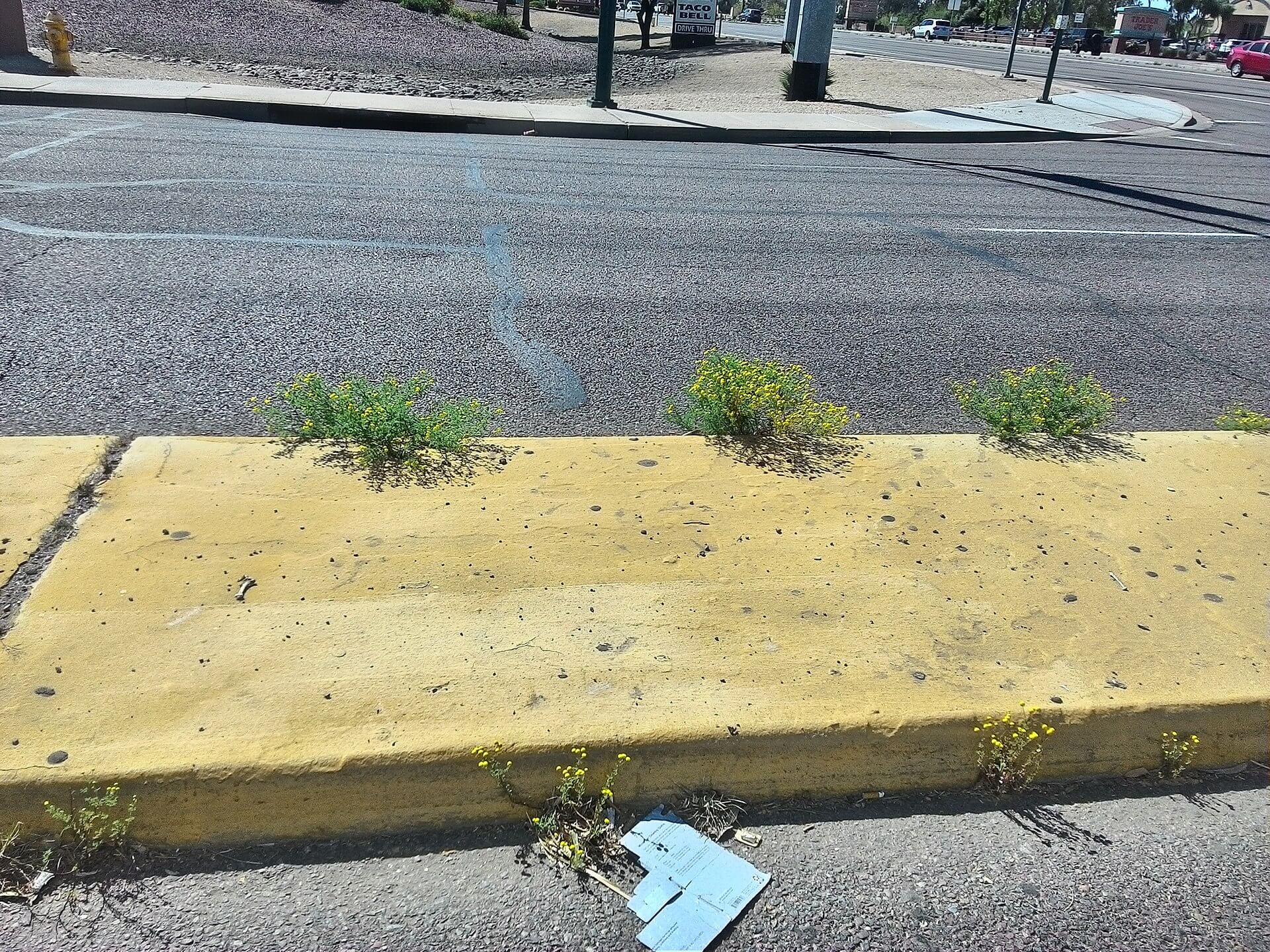 Stinknet in the streets of Arizona.