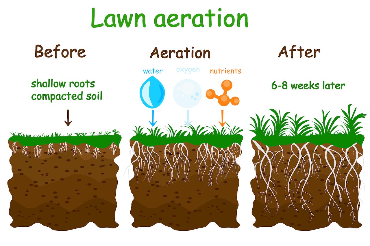 Lawn aeration illustration.