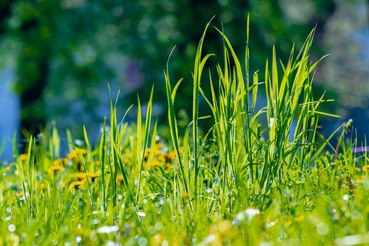 Weeds in lawn - effective tips to get rid tough Phoenix weeds.