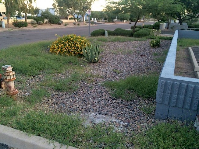 Phoenix lawn with weeds.