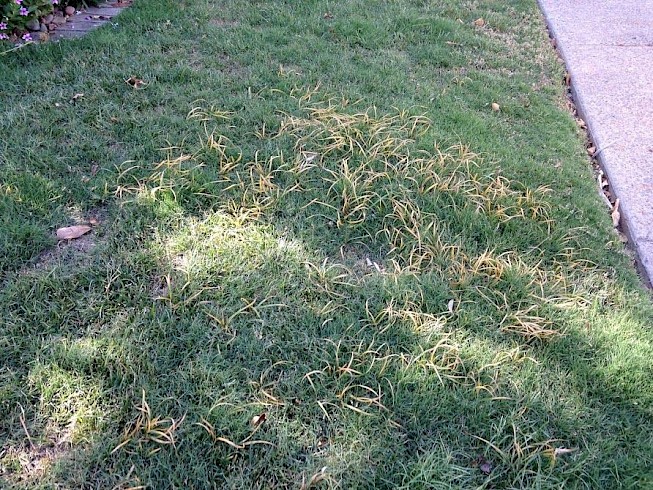 Lawn that needs weed control.