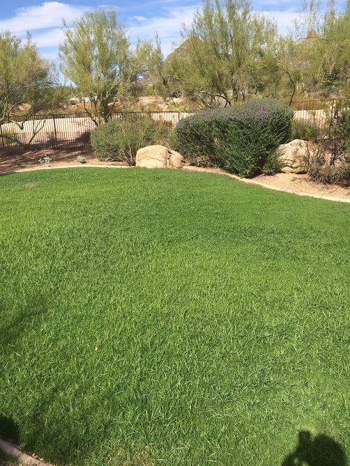 Weed-free lawn in Phoenix.