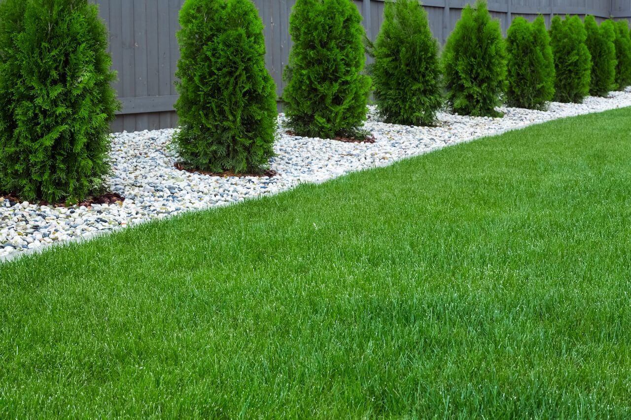 Lawn in Arizona.