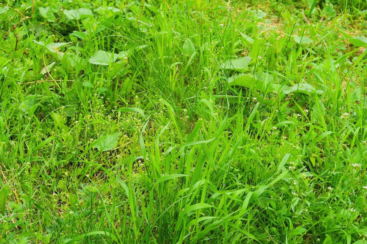 Lawn with weeds growing.