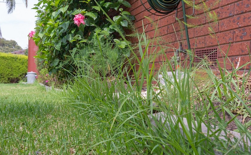 Tall weeds growing in lawn.