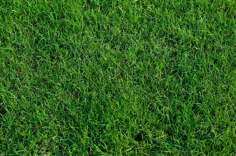 Healthy Bermuda grass in the lawn.