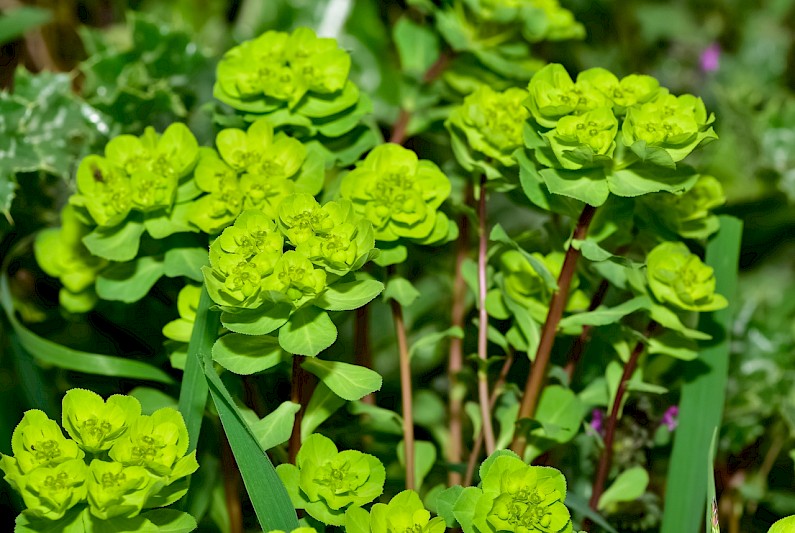 Spurge weeds.