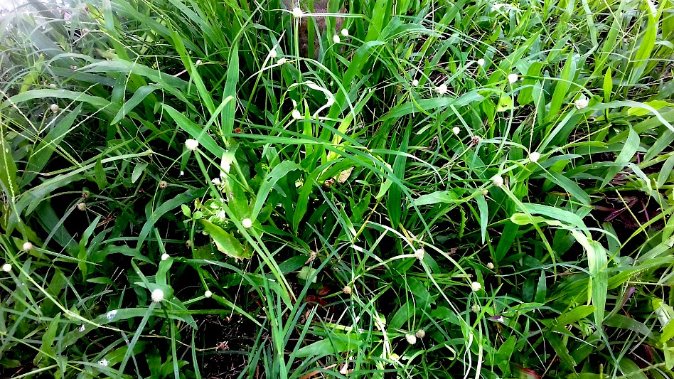 Weeds spotted in yard.