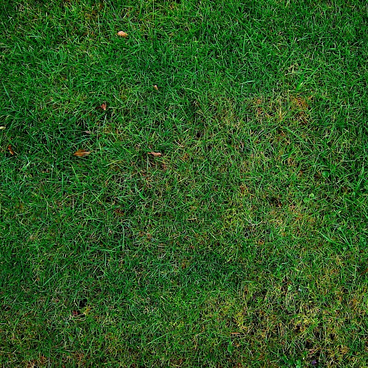 Lawn in Phoenix.