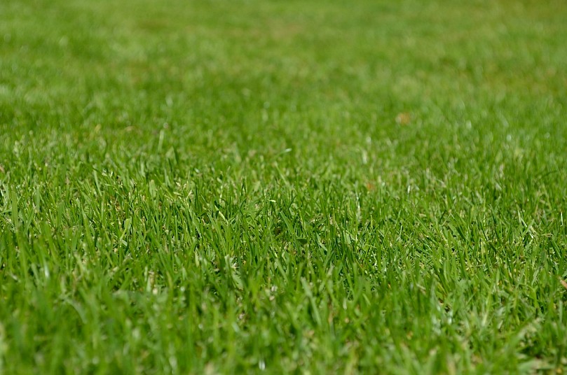 Lawn with green grass.
