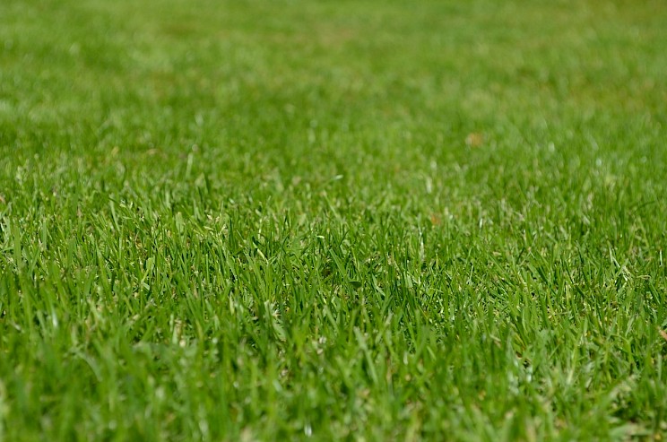 Lush green grass in Phoenix lawn.